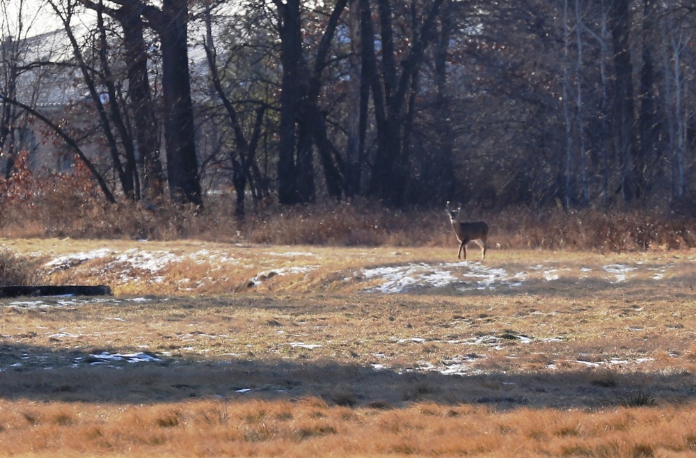 Deer at Fort McCoy