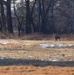 Deer at Fort McCoy