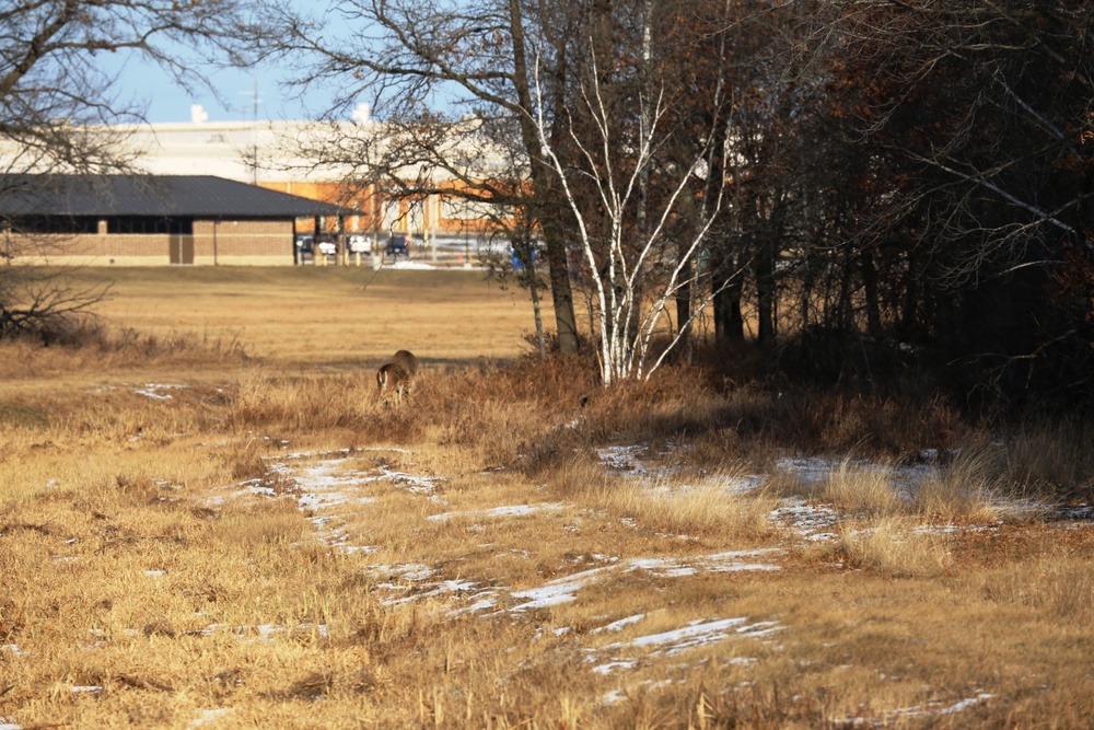 Deer at Fort McCoy