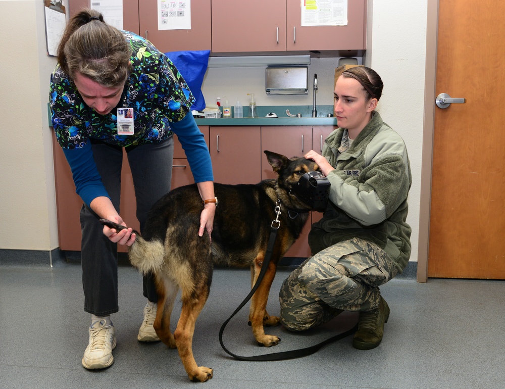 Providing care to canine counterparts