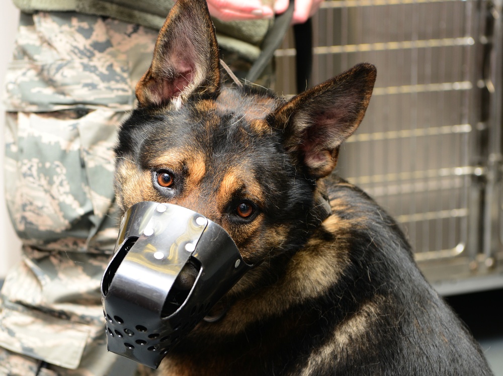 Providing care to canine counterparts