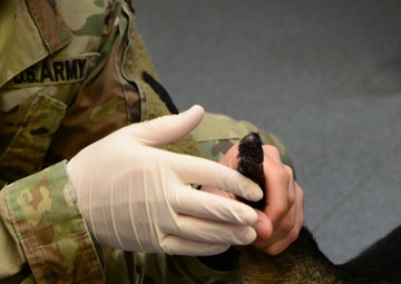 Providing care to canine counterparts