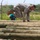 Best Warrior Competition Obstacle Course