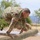 Best Warrior Competition Obstacle Course