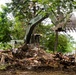 Soldiers from 16th Engineer Brigade help remove urban blight in Youngstown during annual training