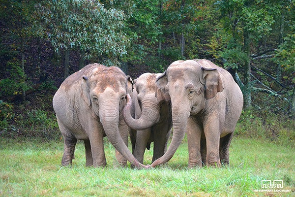 Elephants in Tennessee