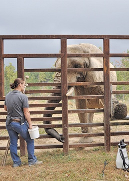 Elephants in Tennessee