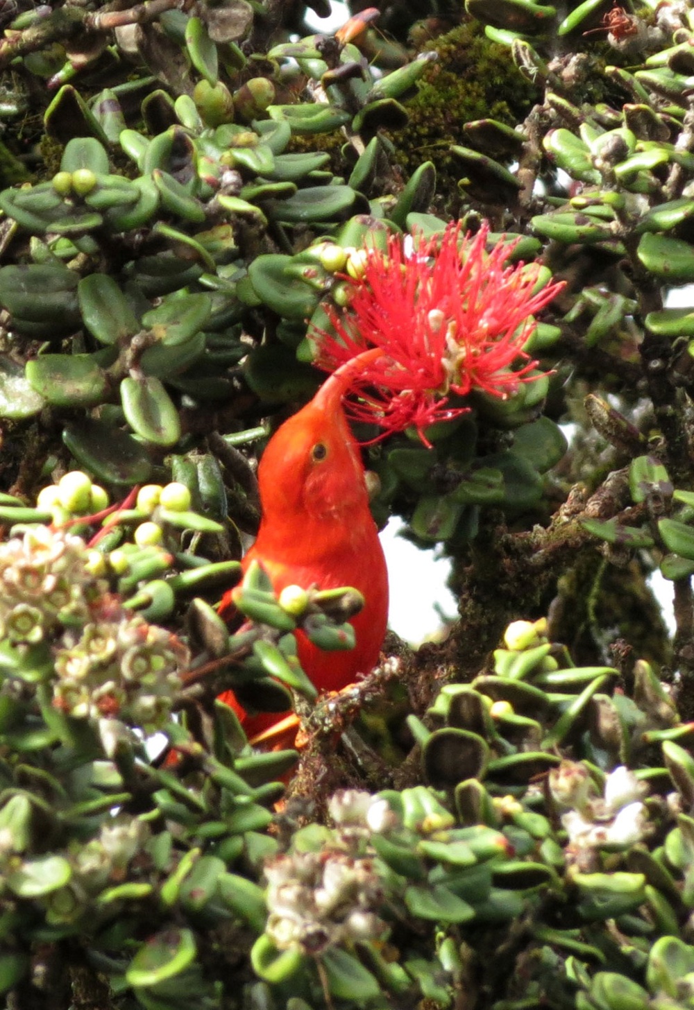 Army Natural Resources playing matchmaker to Hawaii’s endangered plants