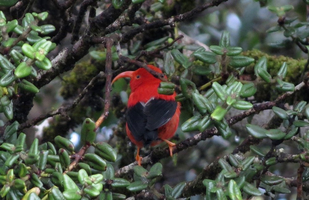 Army Natural Resources playing matchmaker to Hawaii’s endangered plants