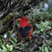 Army Natural Resources playing matchmaker to Hawaii’s endangered plants