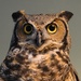 Owl visits FTAC