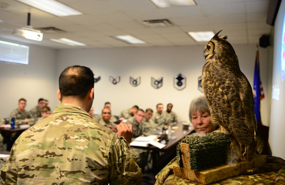 Owl visits FTAC