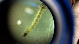 Joint efforts in search of a cure for tropical diseases