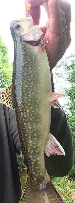 2018 early catch-and-release trout season at Fort McCoy now open