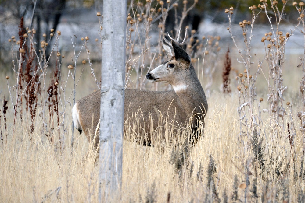 Balancing Hill AFB wildlife populations with human activity