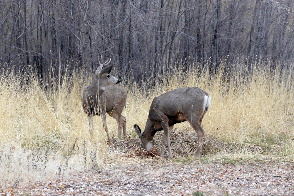Balancing Hill AFB wildlife populations with human activity