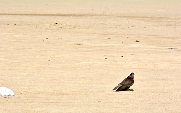 Kuwait Veterinarian Branch Chief visits local Falconer