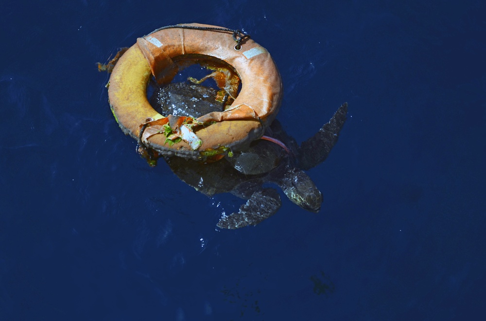 Coast Guard Cutter Mohawk rescues sea turtle
