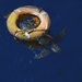 Coast Guard Cutter Mohawk rescues sea turtle