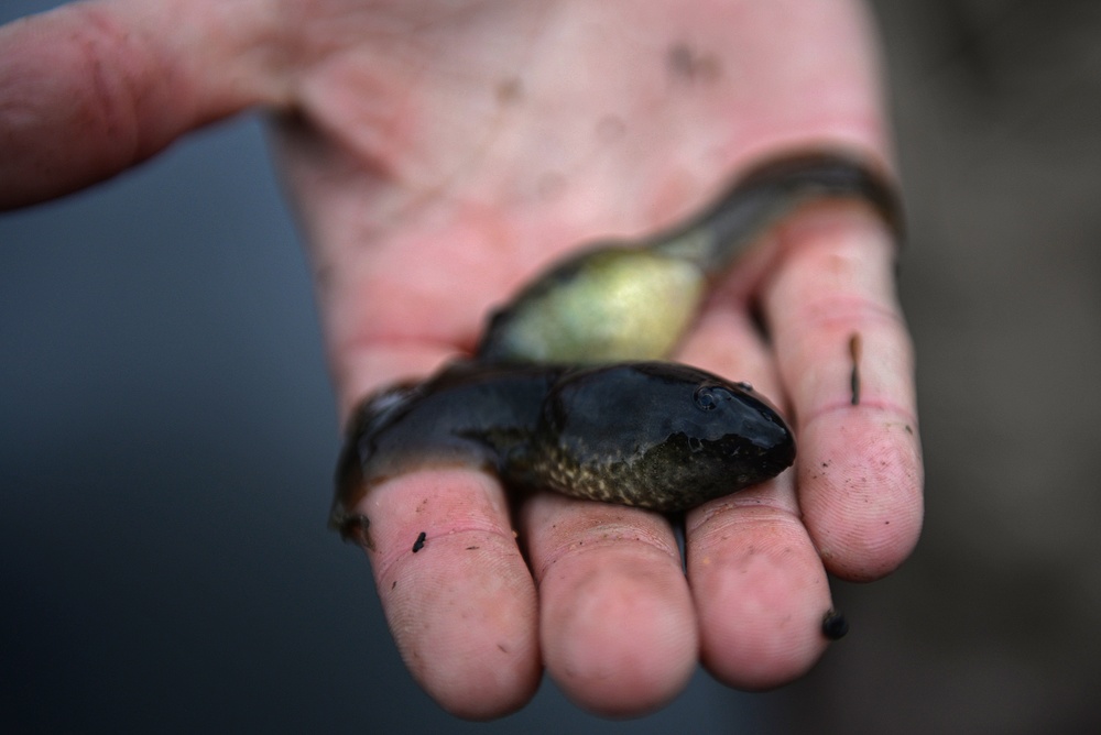 Snagging sneaky salamanders