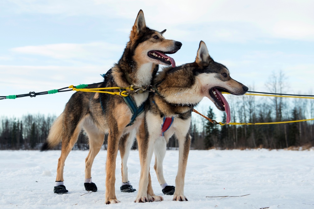 673d FSS and JBER Life offer dog sled rides to Hillberg Ski Area visitors