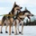 673d FSS and JBER Life offer dog sled rides to Hillberg Ski Area visitors