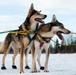 673d FSS and JBER Life offer dog sled rides to Hillberg Ski Area visitors