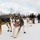 673d FSS and JBER Life offer dog sled rides to Hillberg Ski Area visitors