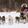 673d FSS and JBER Life offer dog sled rides to Hillberg Ski Area visitors