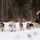 673d FSS and JBER Life offer dog sled rides to Hillberg Ski Area visitors