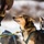 673d FSS and JBER Life offer dog sled rides to Hillberg Ski Area visitors