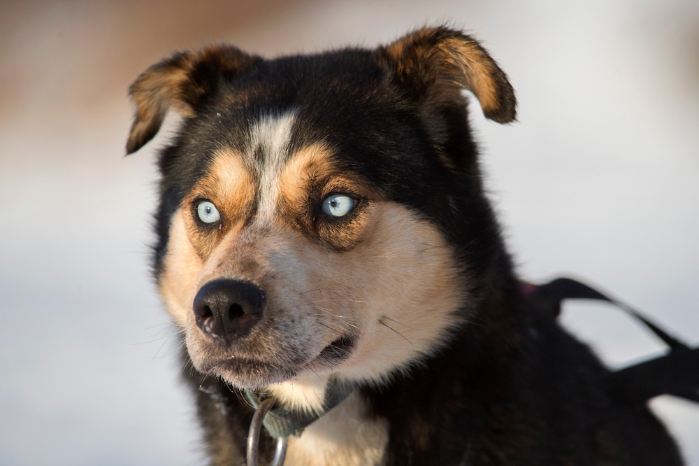 673d FSS and JBER Life offer dog sled rides to Hillberg Ski Area visitors