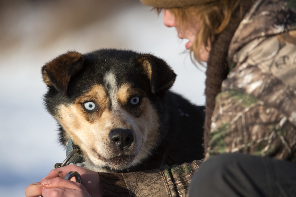 673d FSS and JBER Life offer dog sled rides to Hillberg Ski Area visitors