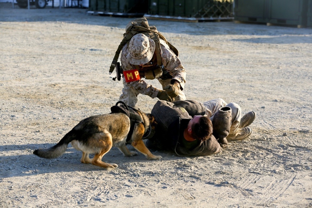 U.S. Marines conduct K-9 drills during Native Fury 18