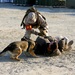 U.S. Marines conduct K-9 drills during Native Fury 18