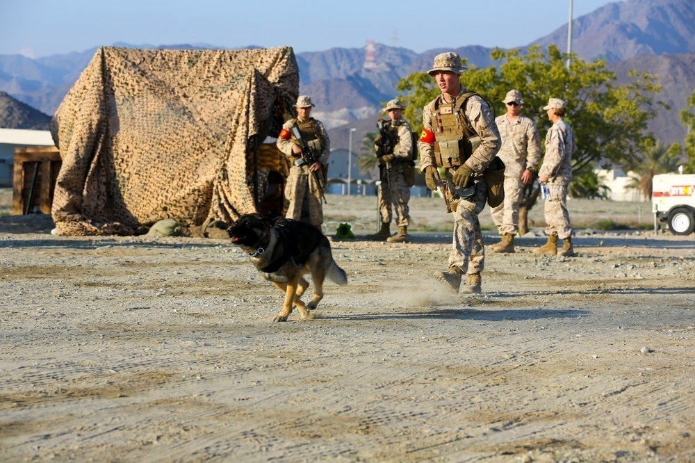 U.S. Marines conduct K-9 drills during Native Fury 18