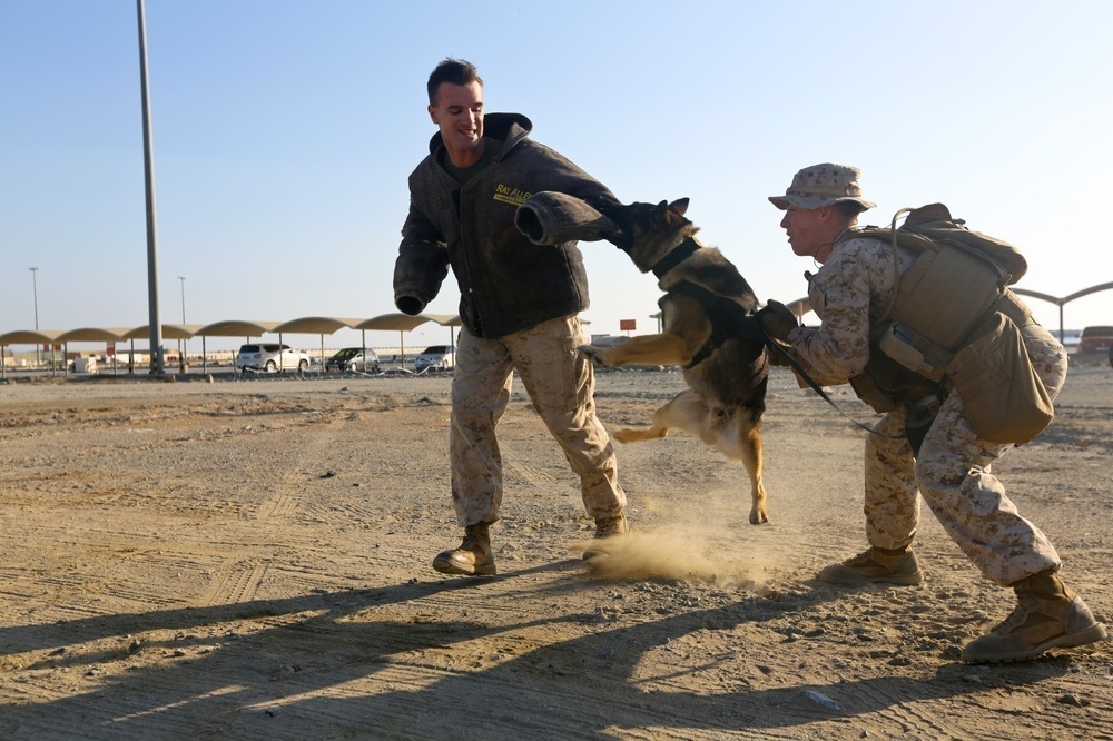 U.S. Marines conduct K-9 drills during Native Fury 18