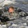 Cold-Weather Operations Course students battle icy conditions in cold-water immersion training at Fort McCoy