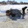 Cold-Weather Operations Course students battle icy conditions in cold-water immersion training at Fort McCoy
