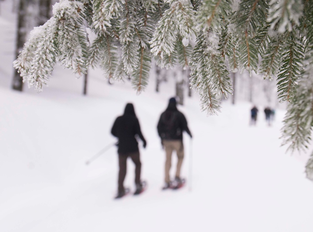 Black Forest, White Snowshoe