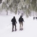 Black Forest, White Snowshoe