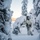 U.S. Marines participate in the Swedish Basic Winter Warfare Course