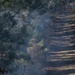 Fire and Smoke: Natural Resources controlling the burn