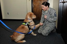 Paws comfort Team Shaw