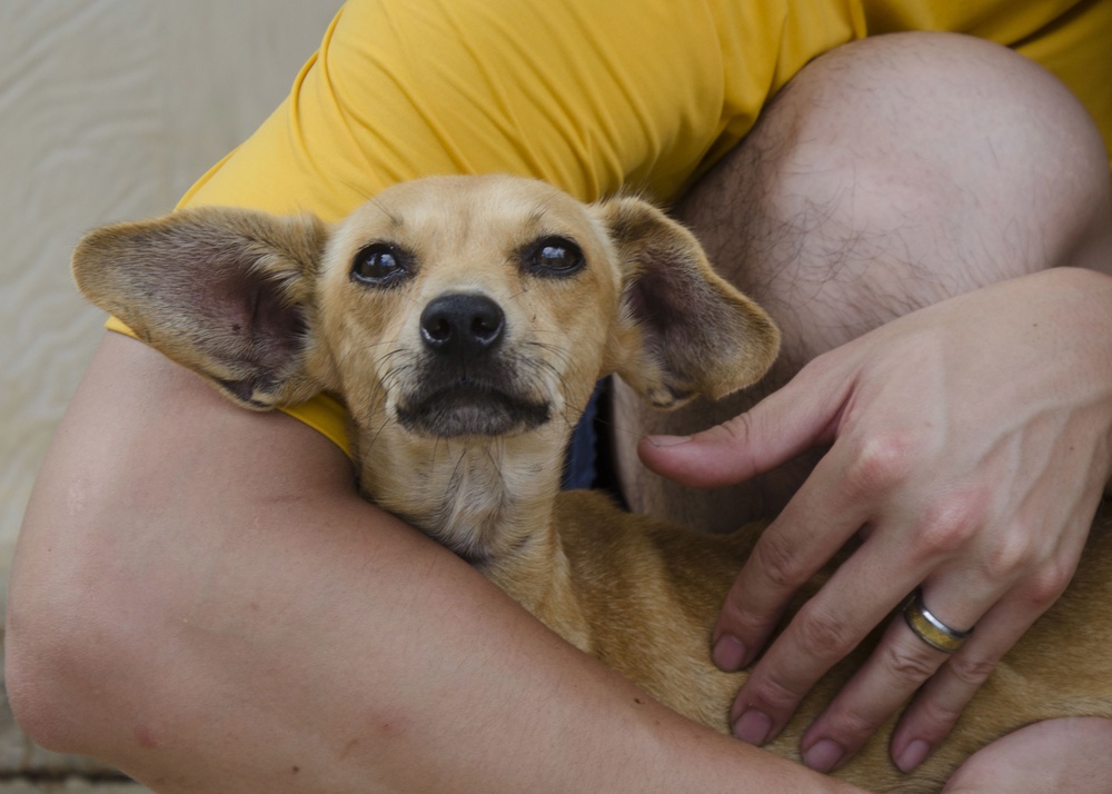 Frank Cable Sailors Volunteer at Local Guam Animal Shelter
