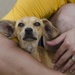 Frank Cable Sailors Volunteer at Local Guam Animal Shelter