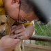 Frank Cable Sailors Volunteer at Local Guam Animal Shelter