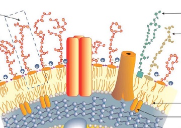 Of Mice to Men: First Melioidosis Vaccine on the Horizon