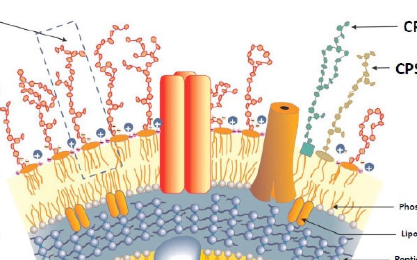 Of Mice to Men: First Melioidosis Vaccine on the Horizon