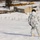 Frozen Badger: Ski Course Frozen Badger: Ski Course